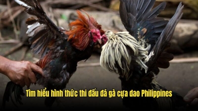 Cách chơi đá gà cựa dao Philippines chi tiết từ A đến Z cho người mới